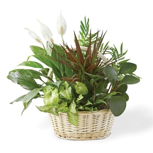 Large Planter Dish Garden In Basket SP-10 image 0