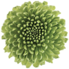 Custom Product - Look at Special Instructions for Details