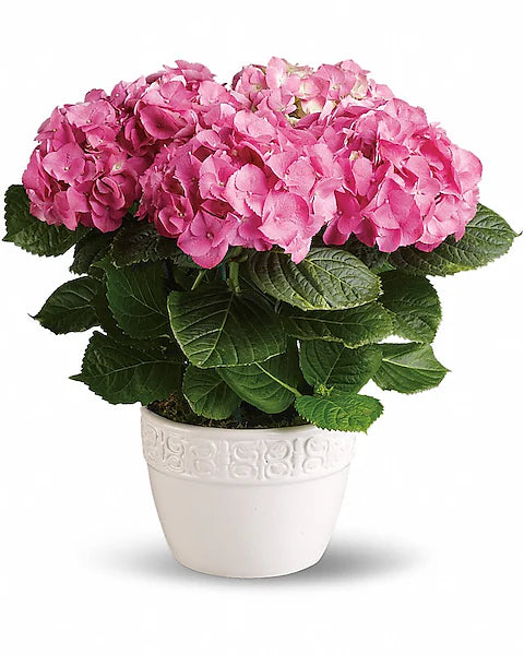 Happy Hydrangea Plants – Florals by Steen