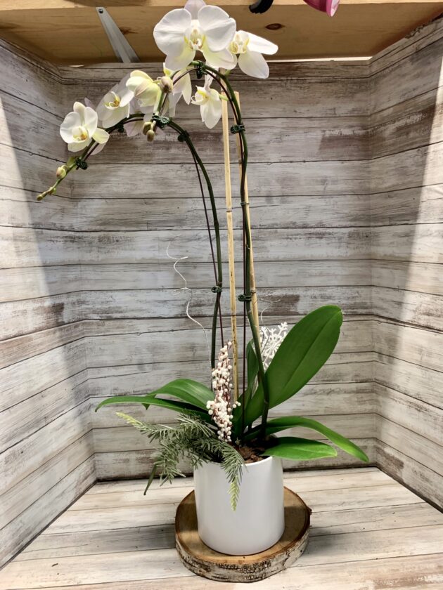 Winter Wishes Orchid