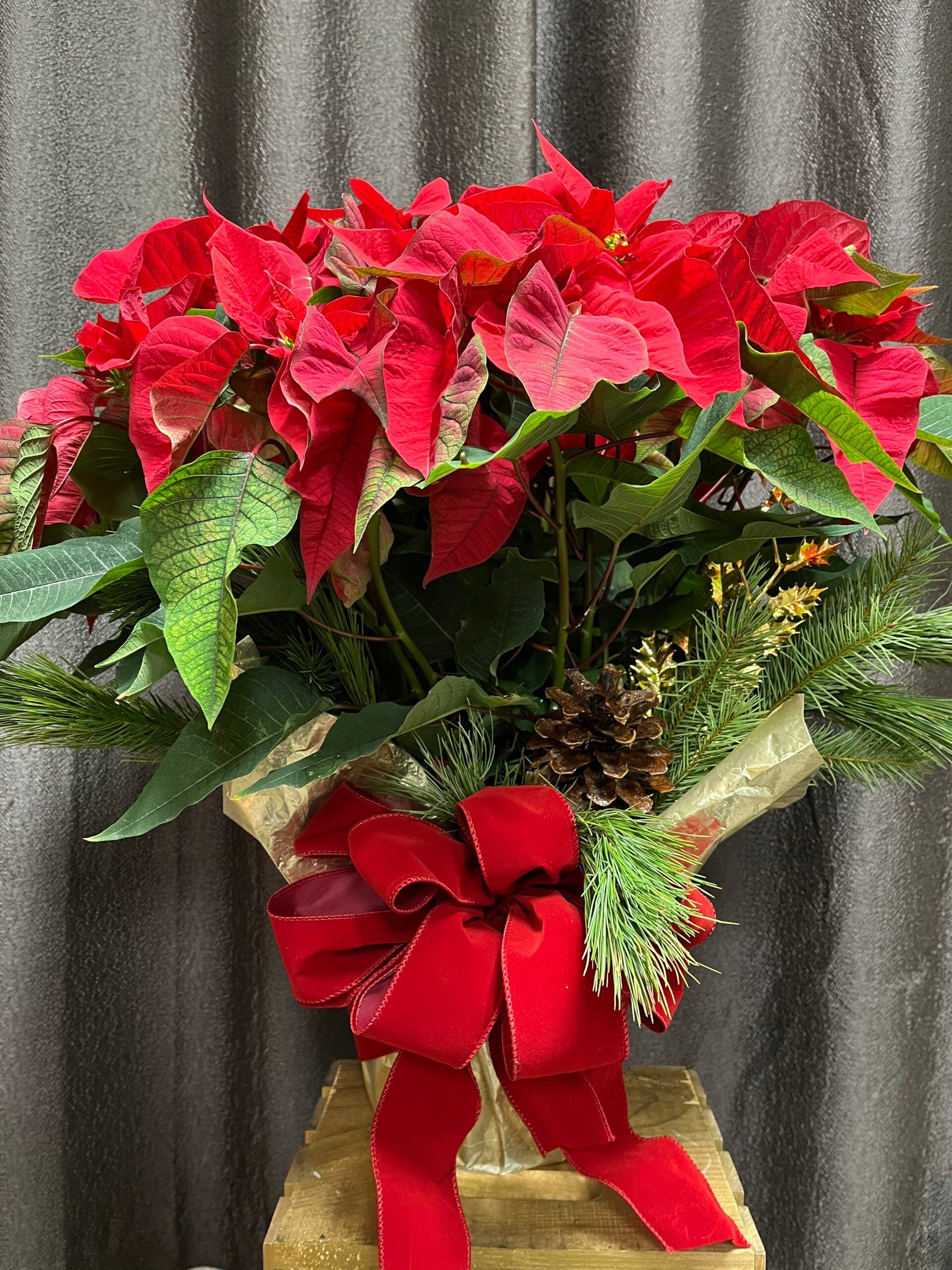Red Christmas Poinsettia