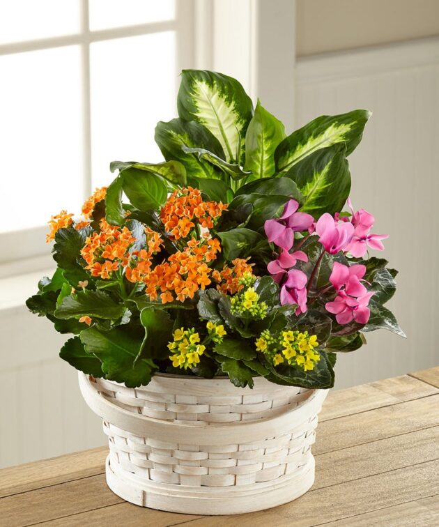 Brightest Thoughts Dish Garden